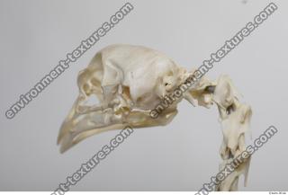 Photo Textures of Hen Skeleton